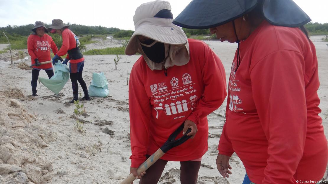 Mujeres y manglares. Lo que empezó como una actividad eventual, se ha convertido en un símbolo de fortaleza