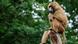 A Guinea baboon perched atop a tree at the Nuremberg Zoo in southern Germany A Guinea baboon perched atop a tree at the Nuremberg Zoo in southern Germany