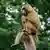 A Guinea baboon perched atop a tree at the Nuremberg Zoo in southern Germany