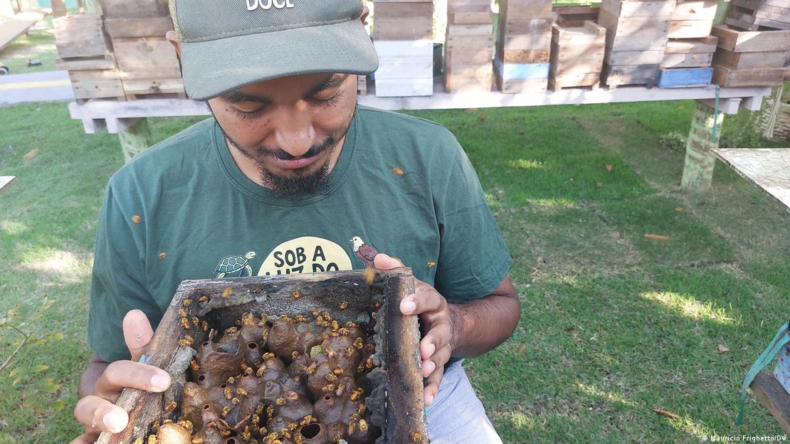 Tunay Oliveira em apiário observando colmeia
