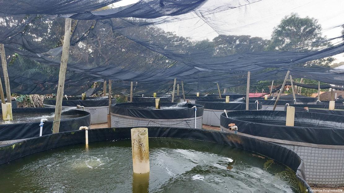 Tanques de criação de tilápias