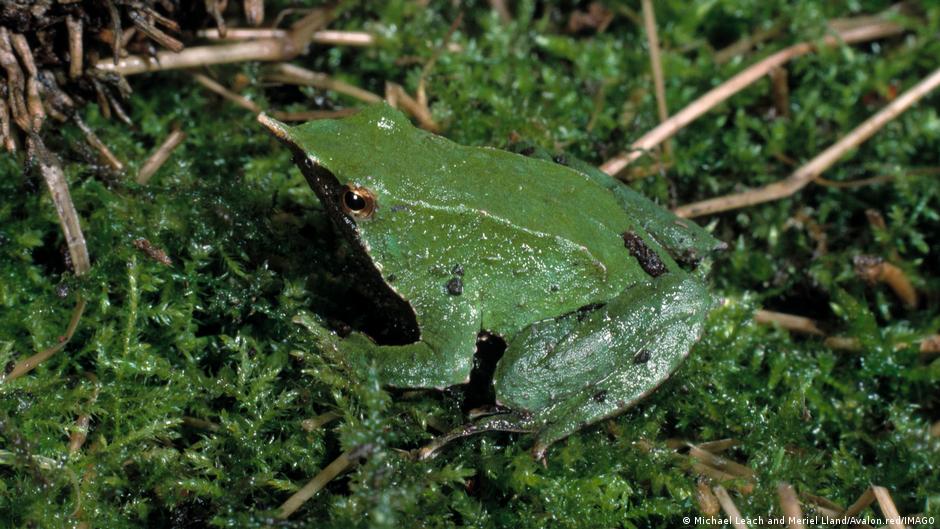 Chile redobla esfuerzos por salvar a la «ranita de Darwin» – DW – 31/07/2025