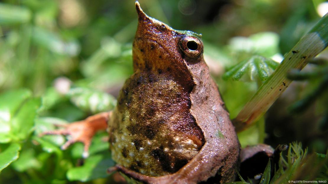 La ranita de Darwin, o "sapito vaquero", se caracteriza por su nariz especialmente puntiaguda. La ranita de Darwin, o "sapito vaquero", se caracteriza por su nariz especialmente puntiaguda.