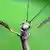 Imagen de archivo: un insecto palo.