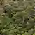A forest of trees in a tropical rainforest