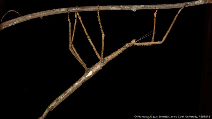 O bicho-pau encontrado na selva australiana vive nas copas das árvores e, portanto, é difícil de ser avistado