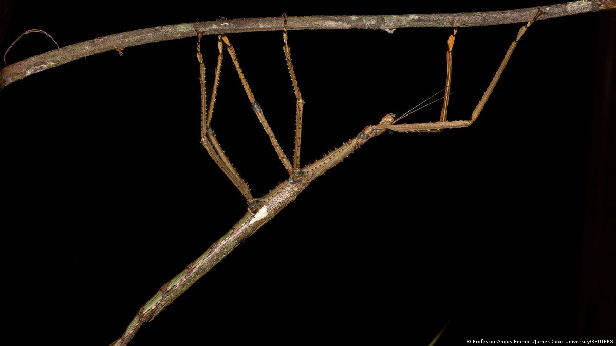 New giant stick insect is Australia's heaviest