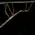 A giant stick insect clinging to a similarly colored stick