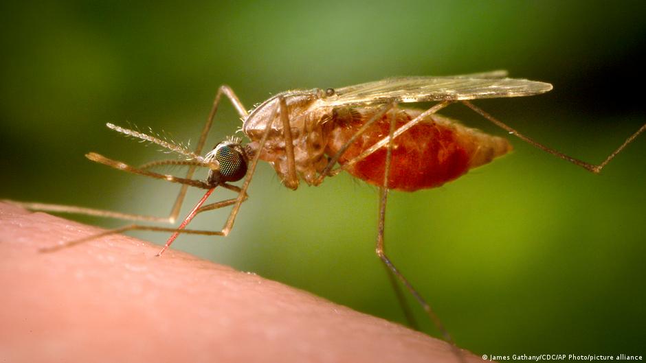 La pérdida de biodiversidad impulsa la sed de los mosquitos por la sangre humana