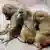 Baboons at Nuremberg zoo