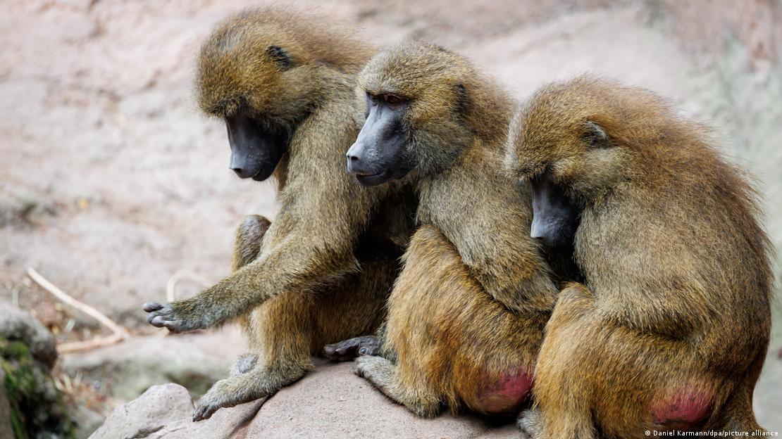 Babuinos de Guinea.