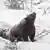 Los animales hibernantes revelaron secretos genéticos que podrían revolucionar tratamientos contra diabetes y envejecimiento. En la foto, un oso pardo europeo emerge de su guarida invernal durante una nevada en 2016.