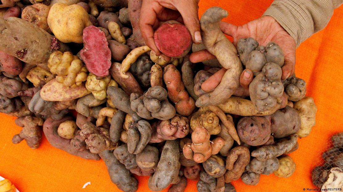 Papas sujetadas.