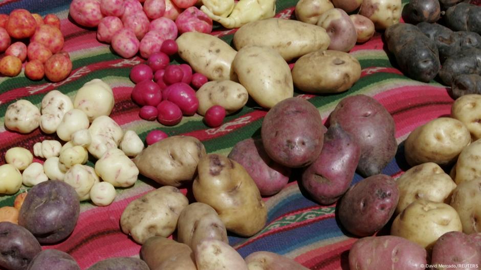 La papa moderna surgió de un cruce ancestral con el tomate, revela estudio genómico