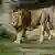 Two lions photographed in Aarlbog Zoo in 2020