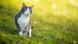 Katze in herbstlicher Natur Katze in herbstlicher Natur
