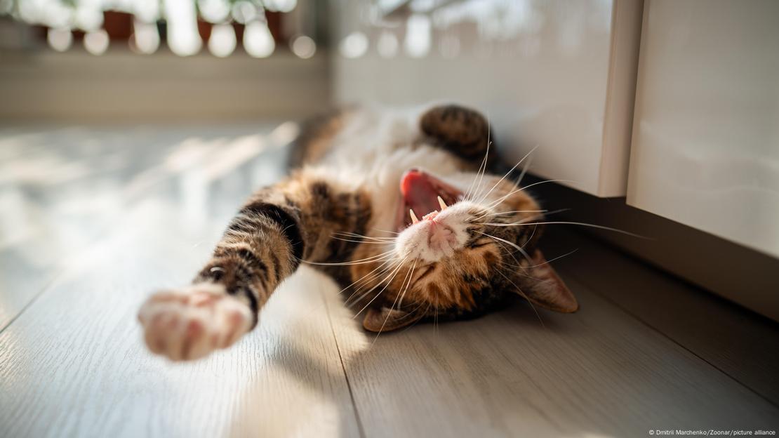 Yerde sırtüstü uzanmış, esneyen bir kedi