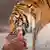 Tigre comiendo un pedazo de carne.