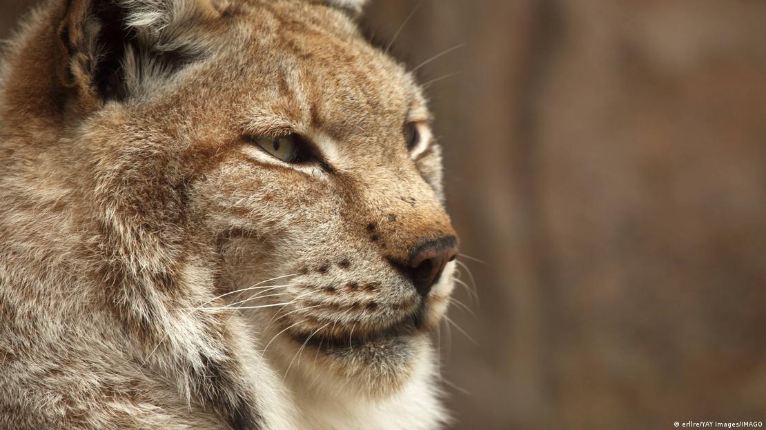 Un lince.