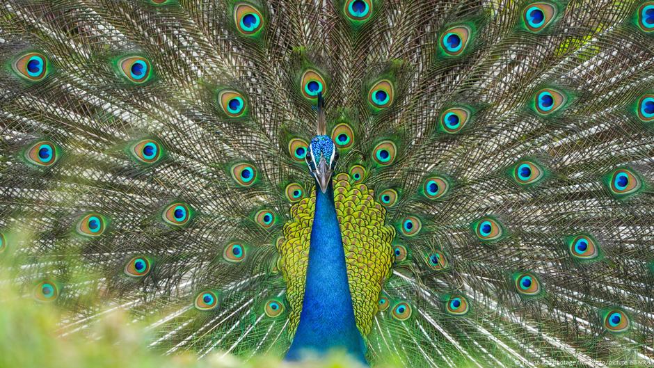 Descubren que los pavos reales pueden "disparar" rayos láser con su cola
