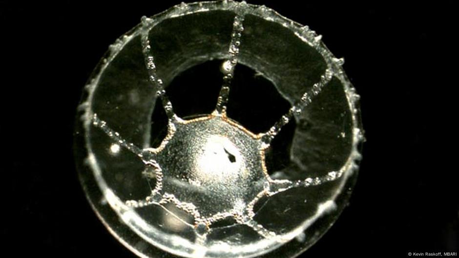Hallan misteriosa barrera en el océano que las medusas no cruzan