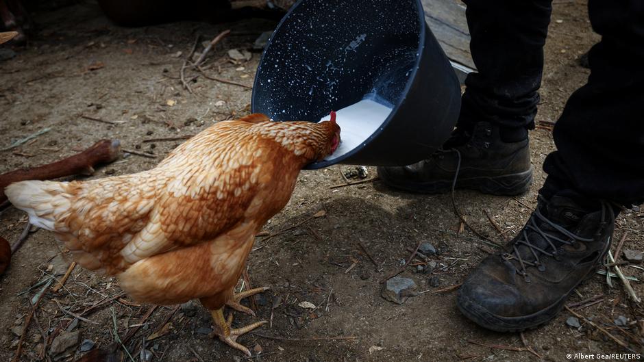 China prohíbe importación de productos avícolas de España – DW – 12/08/2025