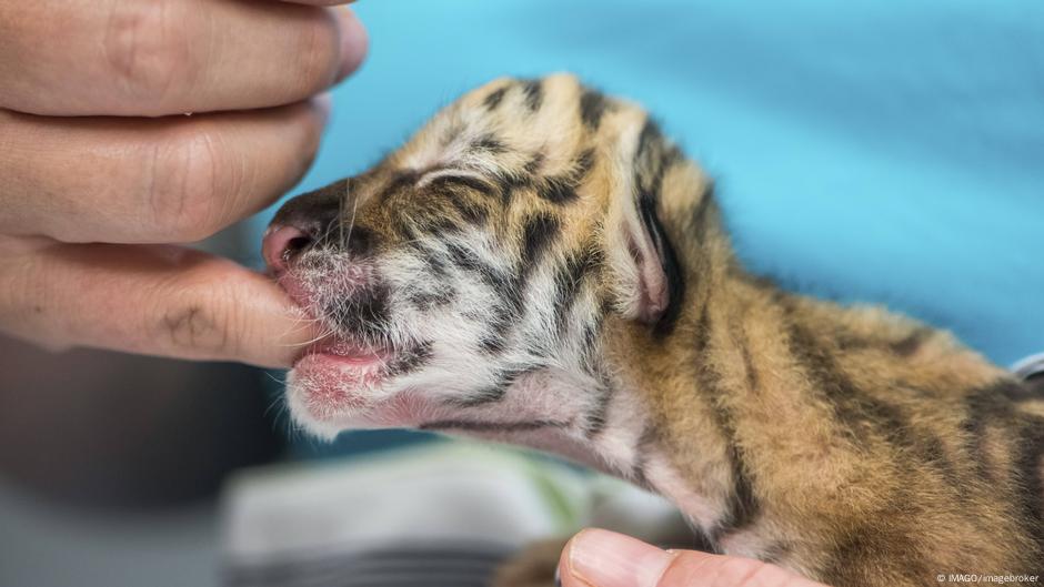 Zoo w Lipsku uśpiło trzy tygrysy. Krótko po urodzeniu