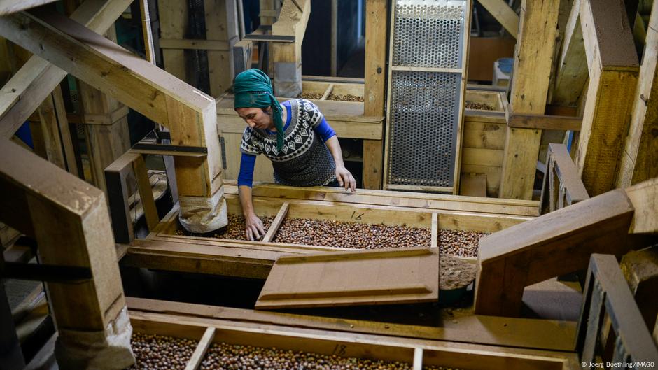 Fabrika Karter u Duzčeu: turski lešnici se cene zbog prefinjenog ukusa