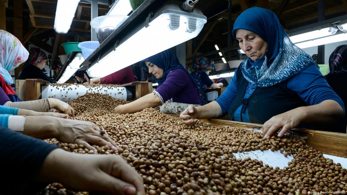 Τουρκία Ντούζτζε 2014 | Επεξεργασία φουντουκιών στο εργοστάσιο της Karter Ltd.