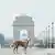 A stray dog near India Gate in New Delhi on August 12, 2025.