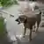A stray dog being caputured by a city worker in Delhi 