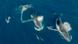 Encuentro entre ballenas jorobadas y delfines en Australia. Encuentro entre ballenas jorobadas y delfines en Australia.
