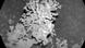 Figura de coral descubierta en Marte. Figura de coral descubierta en Marte.