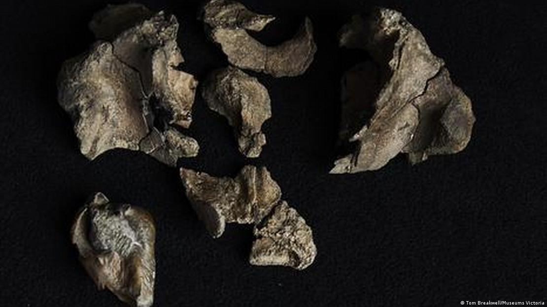 Diente sy cráneo del Janjucetus dullardi.