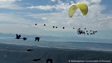 Vogelrettung: Flugstunden für den Waldrapp