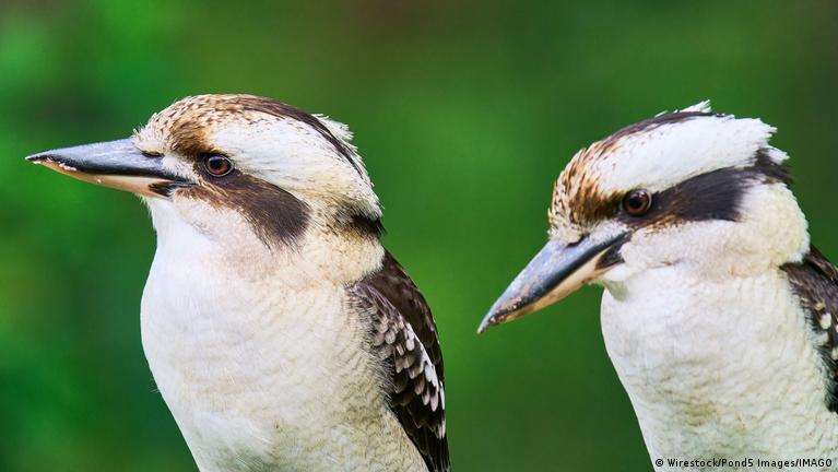 Cambio de sexo en aves silvestres es más común de lo pensado – DW –  14/08/2025