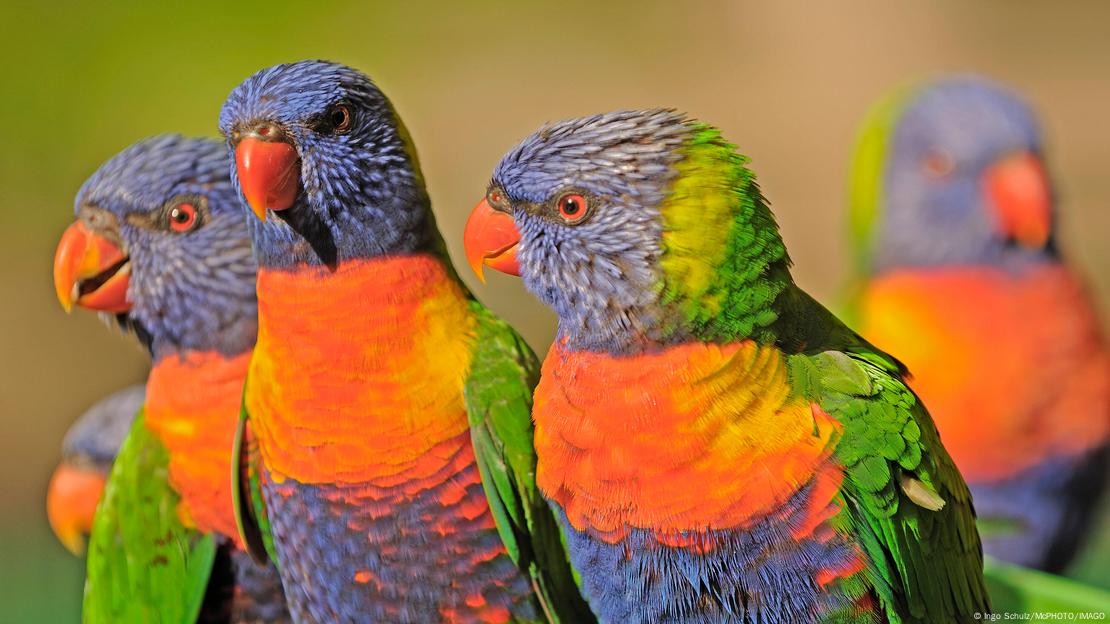 Tres loros arcoíris