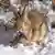 Los conejos infectados con el virus del papiloma de Shope desarrollan crecimientos similares a cuernos que generaron alarma entre los residentes de Fort Collins.