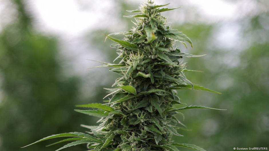 Do tri stabljike konoplje mogu se uzgajati za sopstvene potrebe