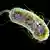 La bacteria Syn57, modificada para funcionar con solo 57 codones genéticos, representó un desafío tecnológico que utilizó herramientas avanzadas basadas en CRISPR-Cas9.