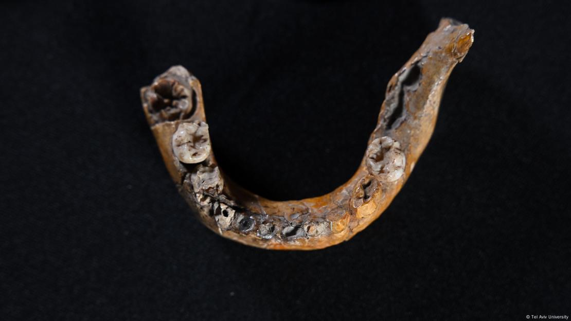 La mandíbula inferior del niño Skhul I muestra características típicas de neandertales, mientras que la curvatura de su bóveda craneal se asemeja a la de "Homo sapiens".