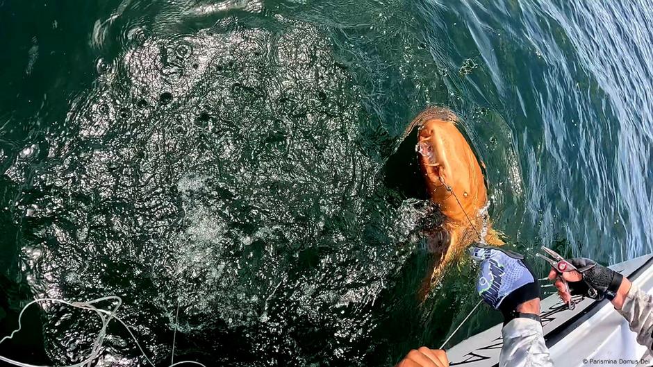 Pescadores registran el primer tiburón nodriza naranja del mundo