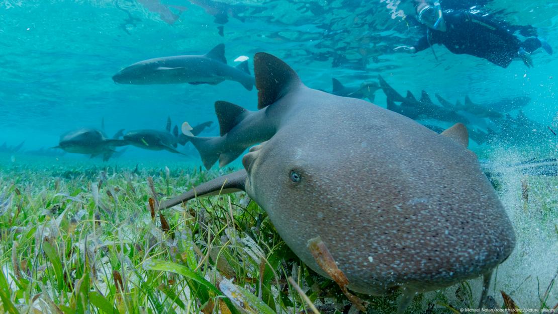 El color marrón típico de los tiburones nodriza les permitió durante milenios camuflarse eficazmente con el lecho marino, a diferencia del extraordinario ejemplar naranja descubierto en Costa Rica.