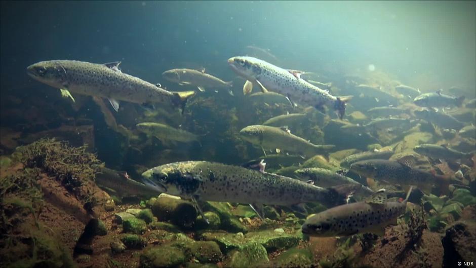 Norway's salmon crisis