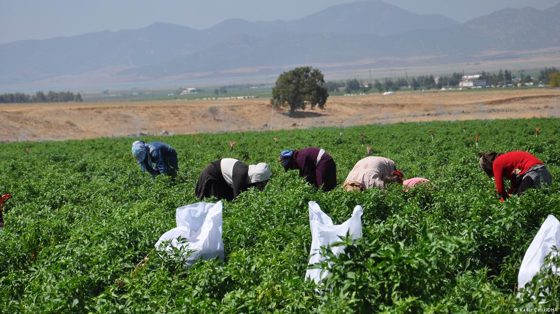Gaziantep'te biber tarlasındaki hasatta çalışan işçiler