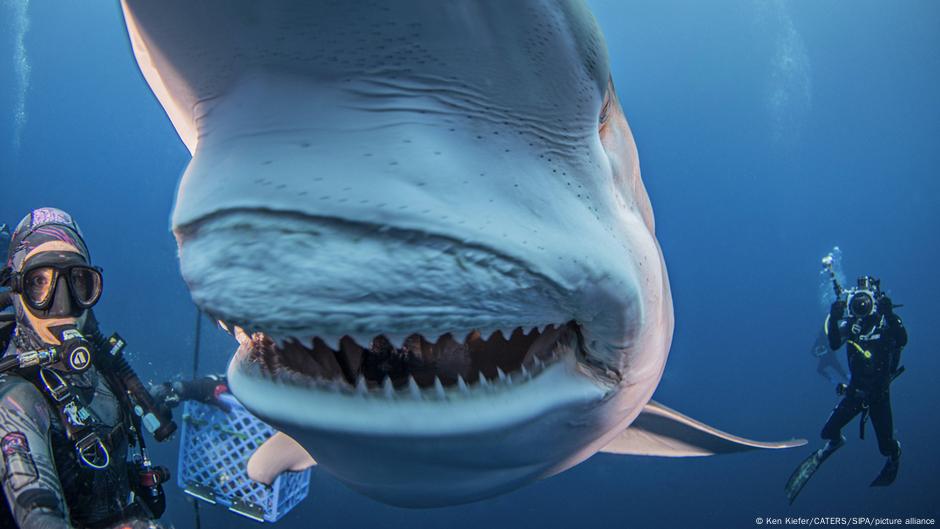 Los tiburones podrían estar perdiendo sus mortíferos dientes debido a la acidificación de los océanos