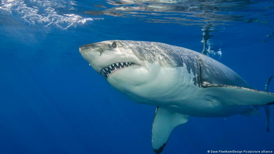 Australia: Man dies after shark attack off holiday island