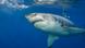 A great white shark A great white shark