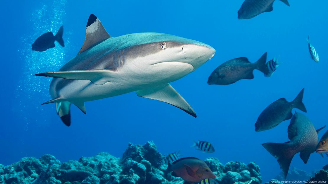 El estudio analizó dientes desechados de tiburón de arrecife de punta negra que mostraron degradación estructural tras la exposición a niveles bajos de pH.