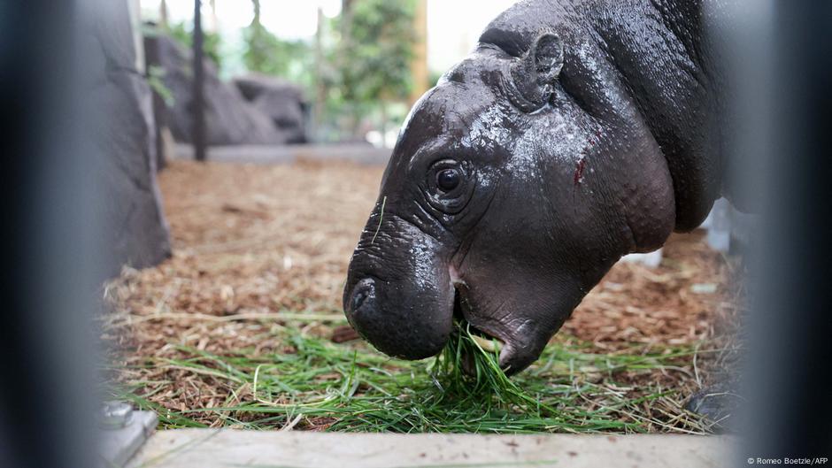 Pygmy hippo Toni says bonjour to France after Berlin exit